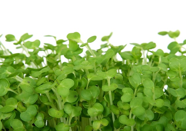 Kde najdeme kratom prodej